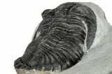 Bargain, Hollardops Trilobite Fossil - Ofaten, Morocco #287353-5